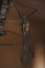Trichocera regelationis