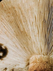 Tricholoma dryophilum image