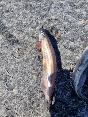 Atlantic Capelin (Mallotus villosus)