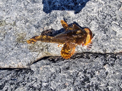 Shorthorn Sculpin (Myoxocephalus scorpius)