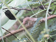 Anolis lineatopus