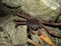 Discoplax gracilipes