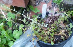 Epilobium rotundifolium