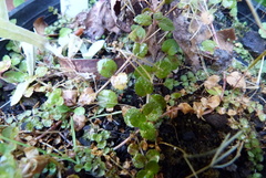 Epilobium rotundifolium