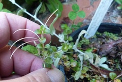 Epilobium rotundifolium
