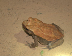 Rhaebo guttatus