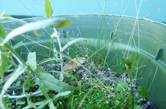 Poa imbecilla
