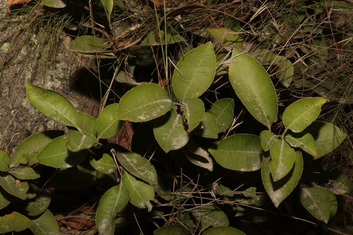 Image of Notelaea ovata by (c) Greg Tasney, some rights reserved (CC BY-SA)