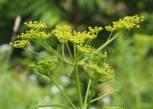 Paprastasis pastarnokas nuotrauka
