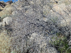 Prunus fasciculata