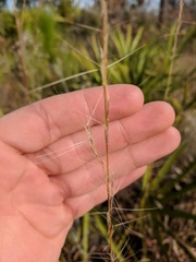 Aristida palustris