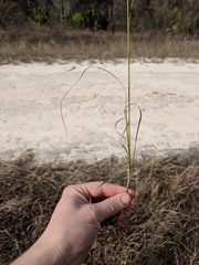 Aristida palustris