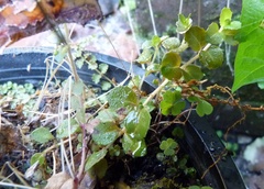 Epilobium rotundifolium