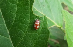 Omophoita sexnotata