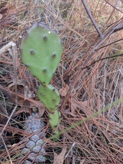 Opuntia mesacantha