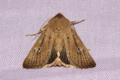 Ichneutica phaula