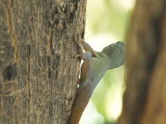 Anolis grahami grahami
