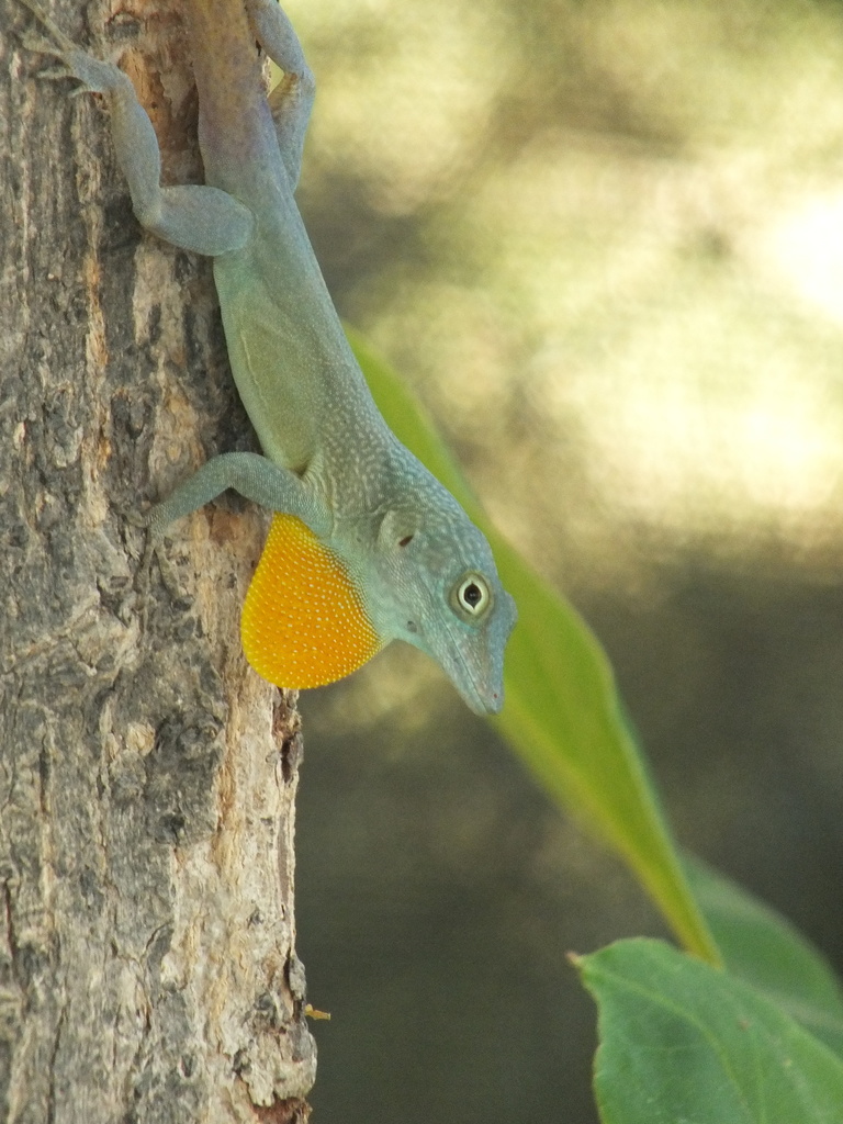 Graham's Anole