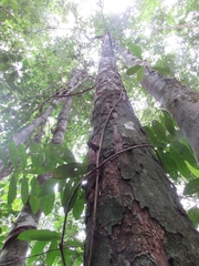 Diospyros pendula