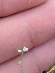 Polygonella gracilis