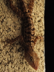 Stripefoot Anole photo 3