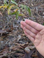 Polygonella gracilis