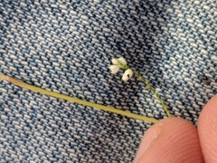 Polygonella gracilis