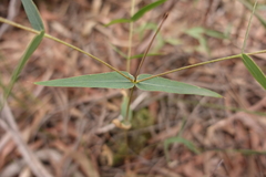 Eucalyptus willisii