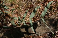 Eucalyptus willisii