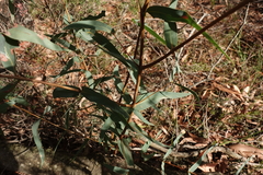 Eucalyptus willisii
