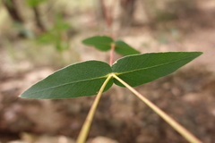 Eucalyptus willisii