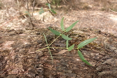 Eucalyptus willisii