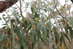 Eucalyptus willisii
