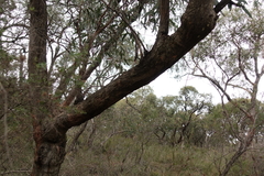 Eucalyptus willisii
