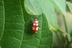 Omophoita sexnotata