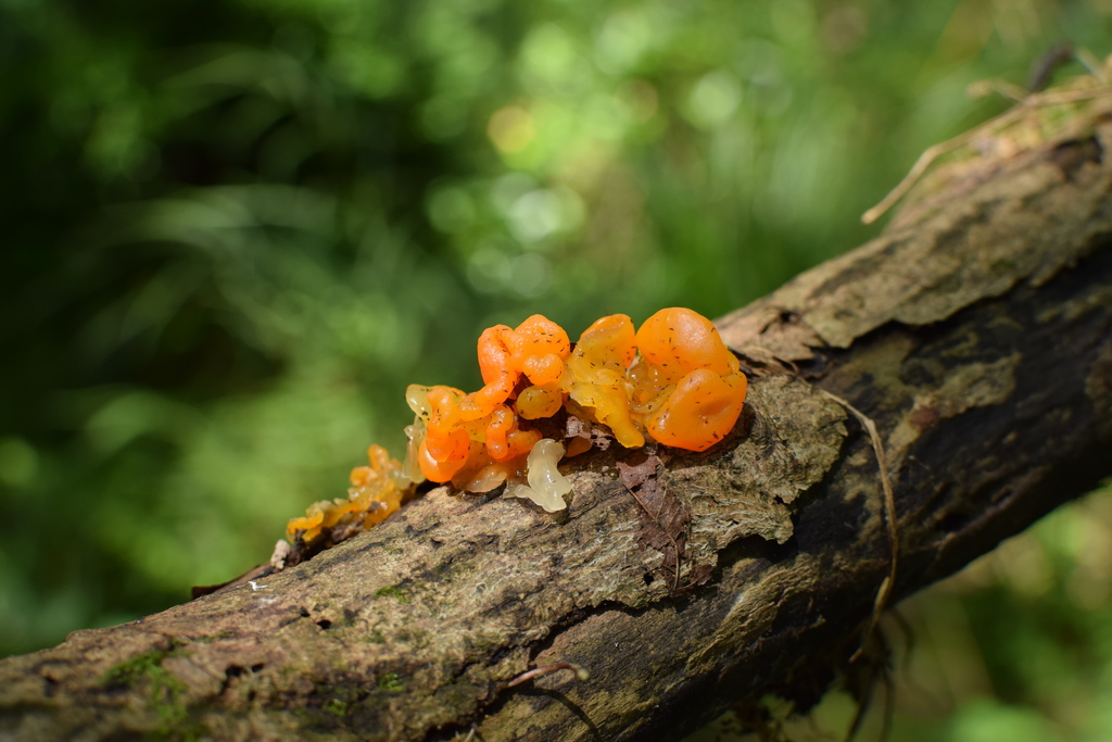 Tremella erythrina