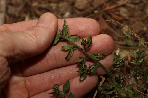 Image of Gonocarpus teucrioides by (c) Greg Tasney, some rights reserved (CC BY-SA)