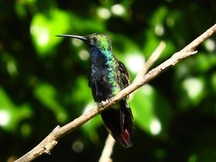 Anthracothorax nigricollis