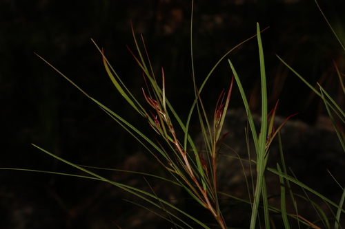 Image of Acacia acrionastes by (c) Greg Tasney, some rights reserved (CC BY-SA)