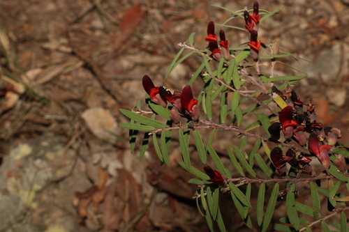 Image of Bossiaea rupicola by (c) Greg Tasney, some rights reserved (CC BY-SA)