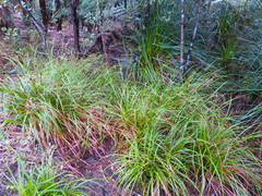 Carex lambertiana