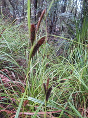 Carex lambertiana