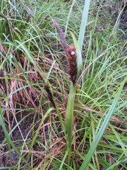 Carex lambertiana