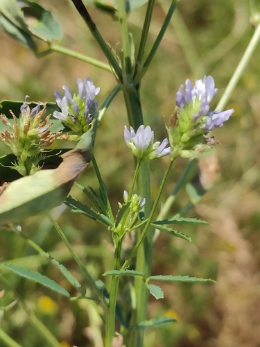 Trigonella caerulea, photograph 1