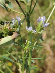 Trigonella caerulea, photograph (c) KAnatoliy, some rights reserved (CC BY)