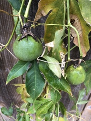 Passiflora