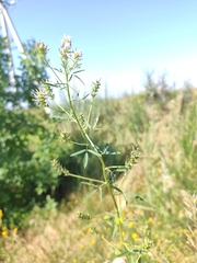 Trigonella caerulea, photograph (c) KAnatoliy, some rights reserved (CC BY)
