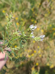 Trigonella caerulea, photograph (c) KAnatoliy, some rights reserved (CC BY)