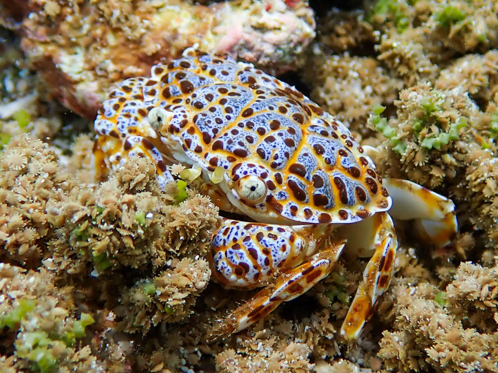 Zosiminae