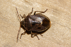 Cermatulus nasalis nasalis